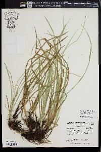 Carex basiantha image