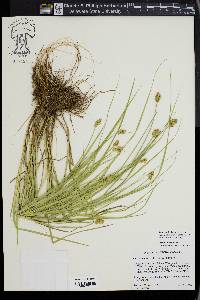 Carex bebbii image