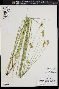 Carex bicknellii image