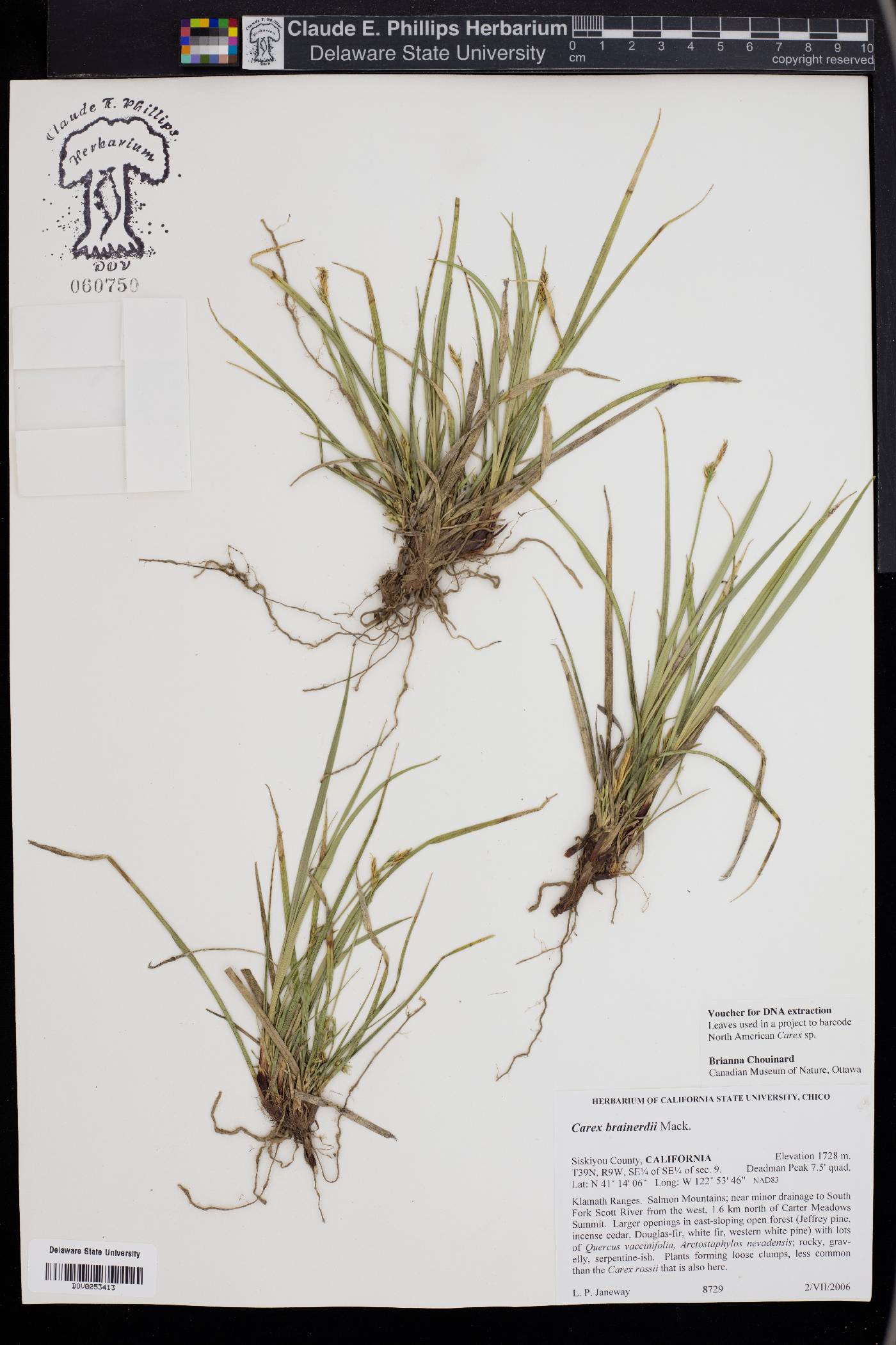 Carex brainerdii image