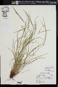 Carex bulbostylis image