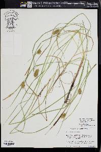 Carex bullata image