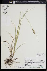 Carex bushii image