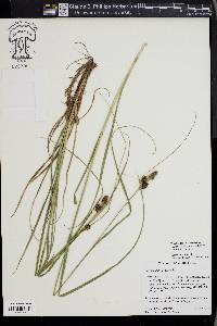 Carex bushii image