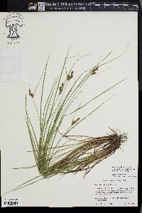 Carex caroliniana image