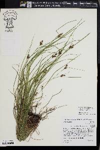 Carex caroliniana image