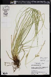 Carex cherokeensis image