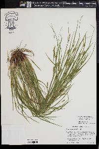 Carex corrugata image