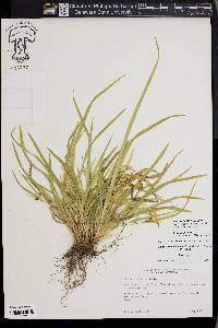 Carex cumberlandensis image