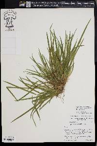 Carex cumberlandensis image