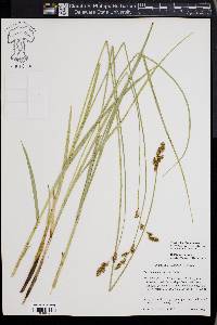 Carex cusickii image