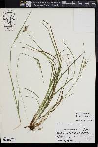 Carex dasycarpa image