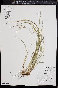 Carex dasycarpa image