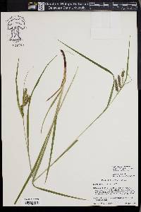 Carex davisii image