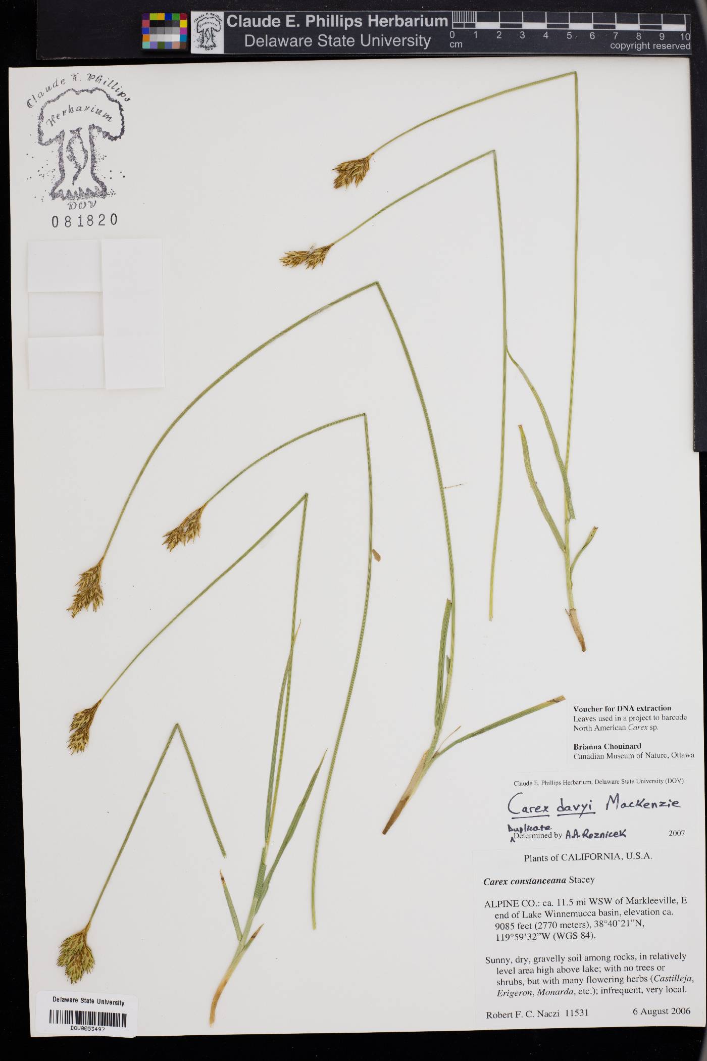 Carex davyi image