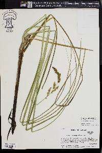 Carex decomposita image