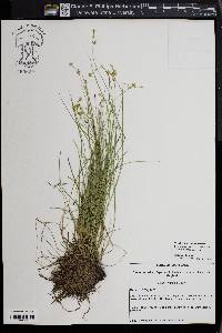 Carex echinata image