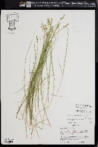 Carex echinata image