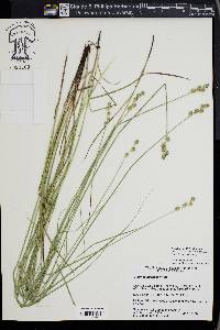 Carex festucacea image