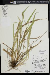 Carex flaccosperma image