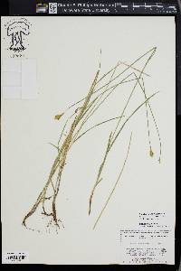 Carex foenea image