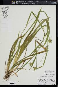 Carex folliculata image