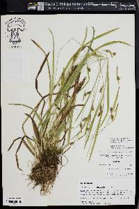 Carex gholsonii image