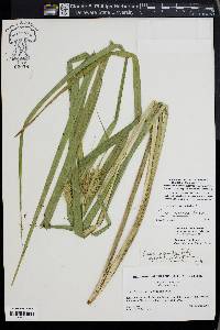 Carex gigantea image