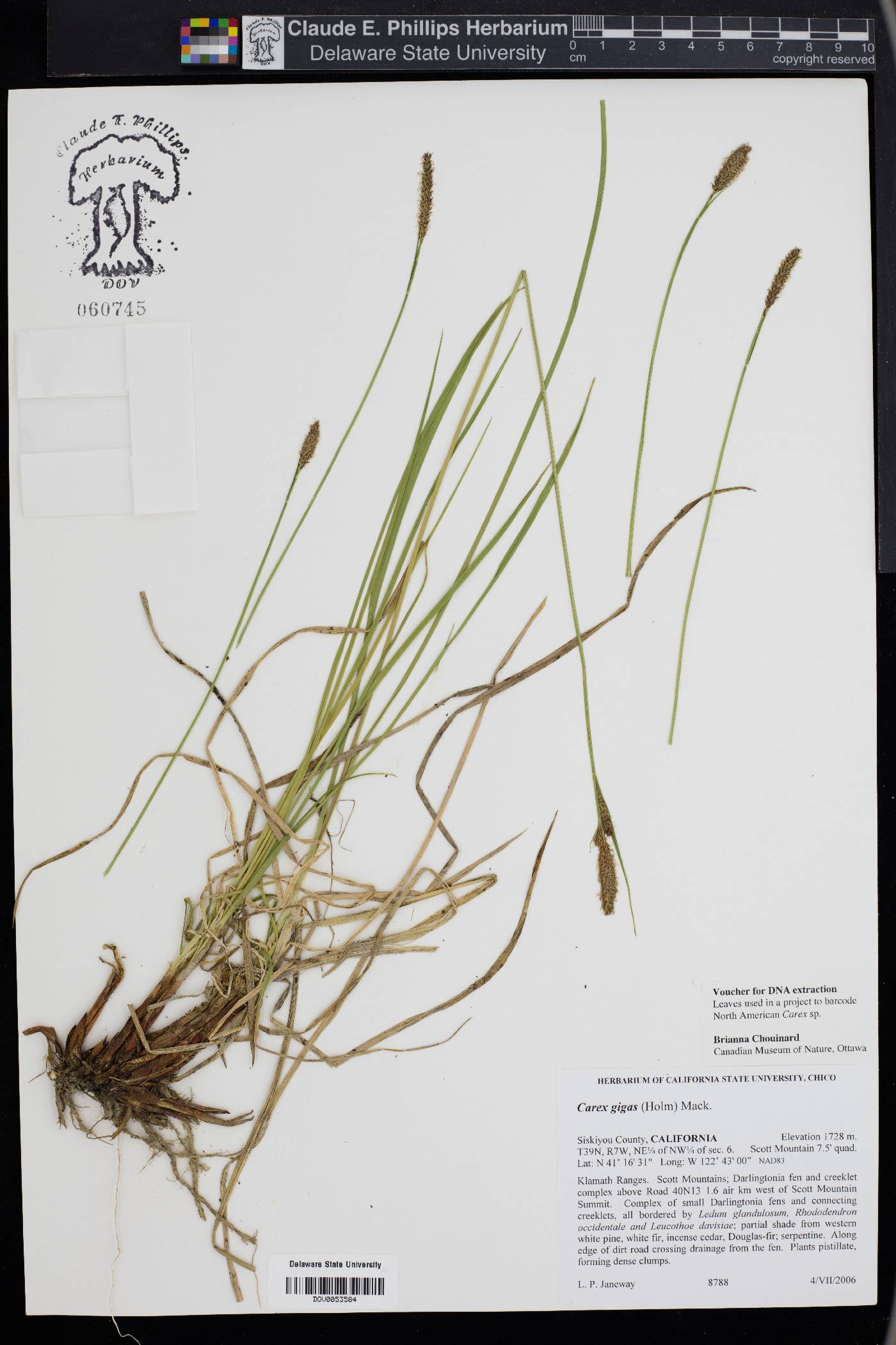 Carex gigas image