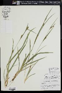 Carex glaucodea image