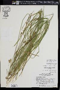 Carex harfordii image