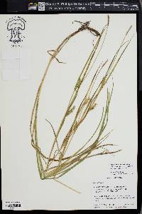 Carex hirta image