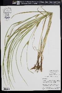 Carex hirta image