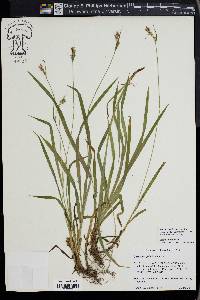 Carex hirtifolia image