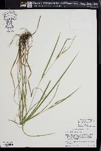 Carex hitchcockiana image