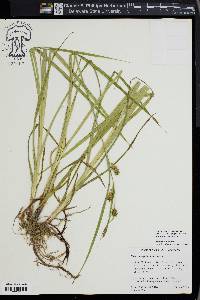 Carex houghtoniana image