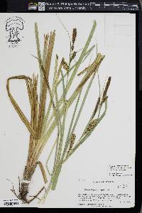 Carex hyalinolepis image