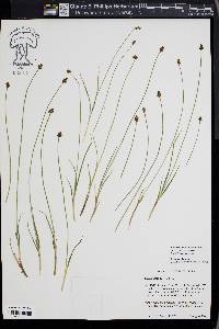 Carex illota image