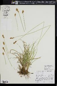 Carex integra image