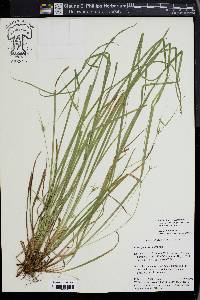 Carex jamesii image