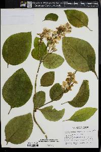 Pseuderanthemum carruthersii image