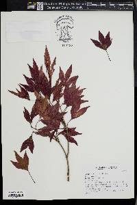 Acer palmatum image