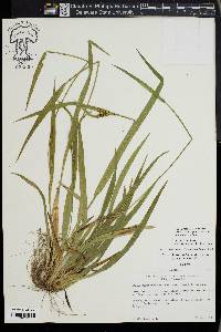 Carex kraliana image