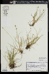 Carex leavenworthii image