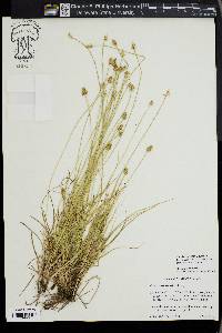 Carex leavenworthii image