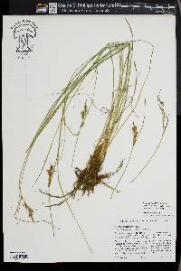 Carex lenticularis image