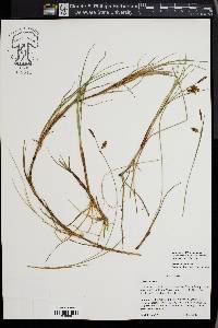 Carex limosa image