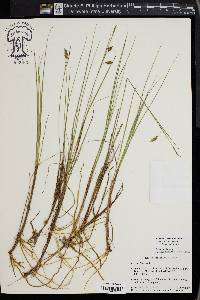 Carex limosa image