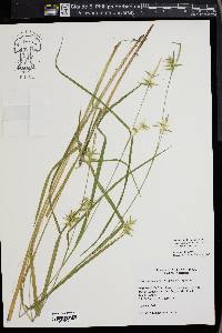 Carex lonchocarpa image