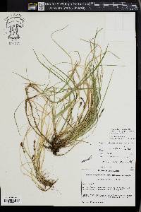 Carex lucorum image